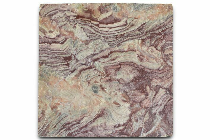 Polished Neoproterozoic Stromatolite (Conophyton) Slab #365844
